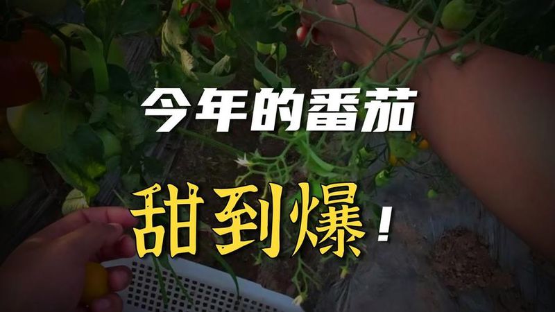 大棚可以种植什么水果
