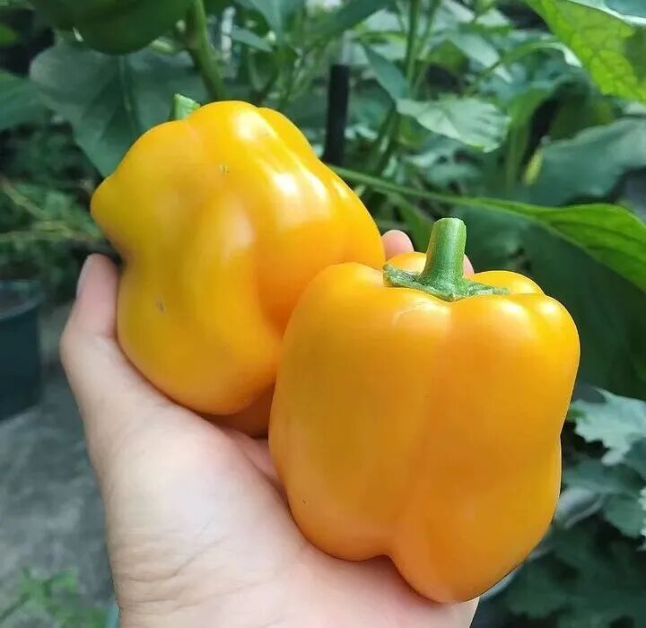 大棚种植最新果树品种