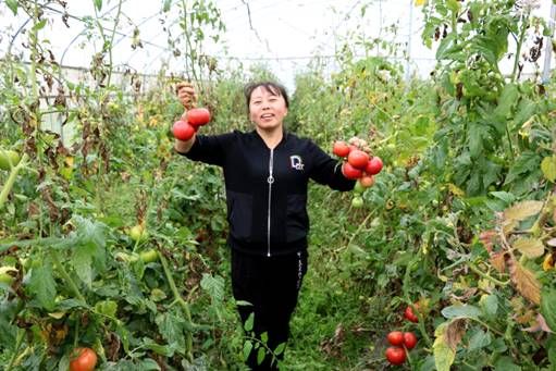 大棚蔬菜种植技术培训学校