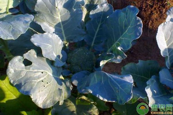 秋季西兰花种植技术