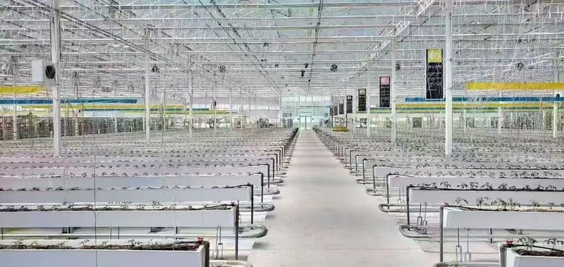 大棚可以种植什么水果
