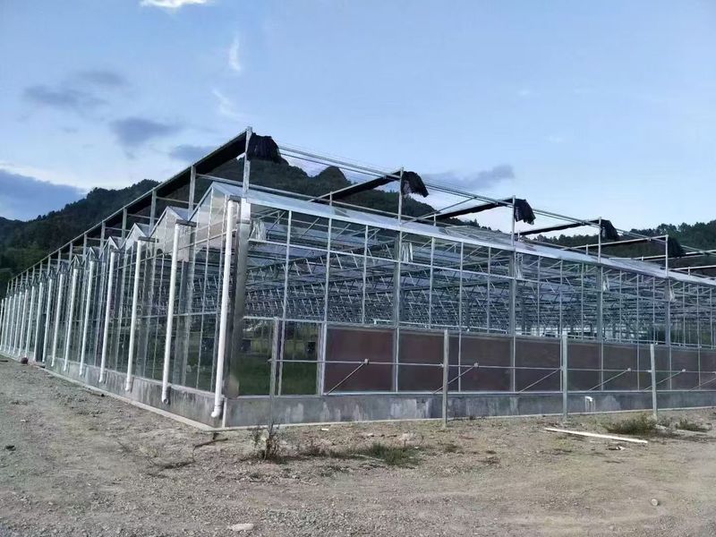 大棚可以种植什么水果
