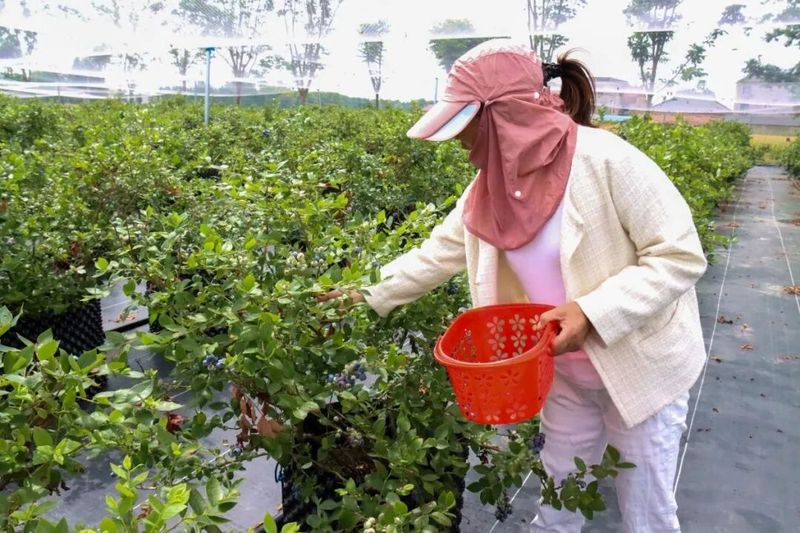 大棚可以种植什么水果