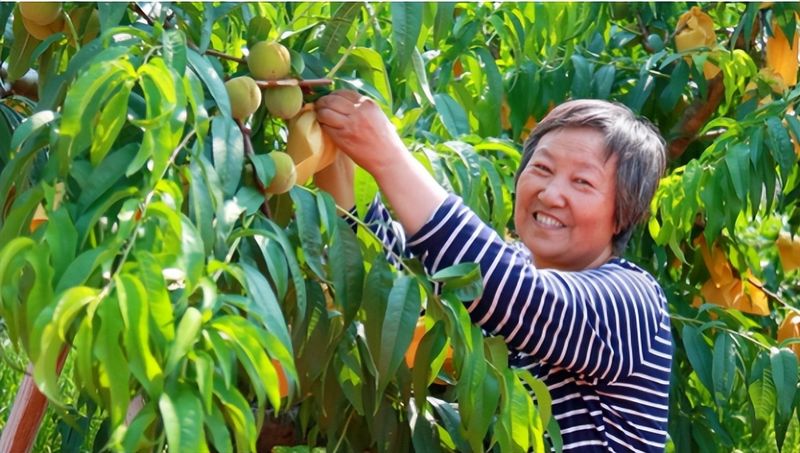 大棚可以种植什么水果