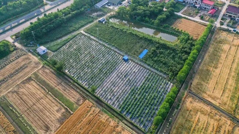 大棚可以种植什么水果