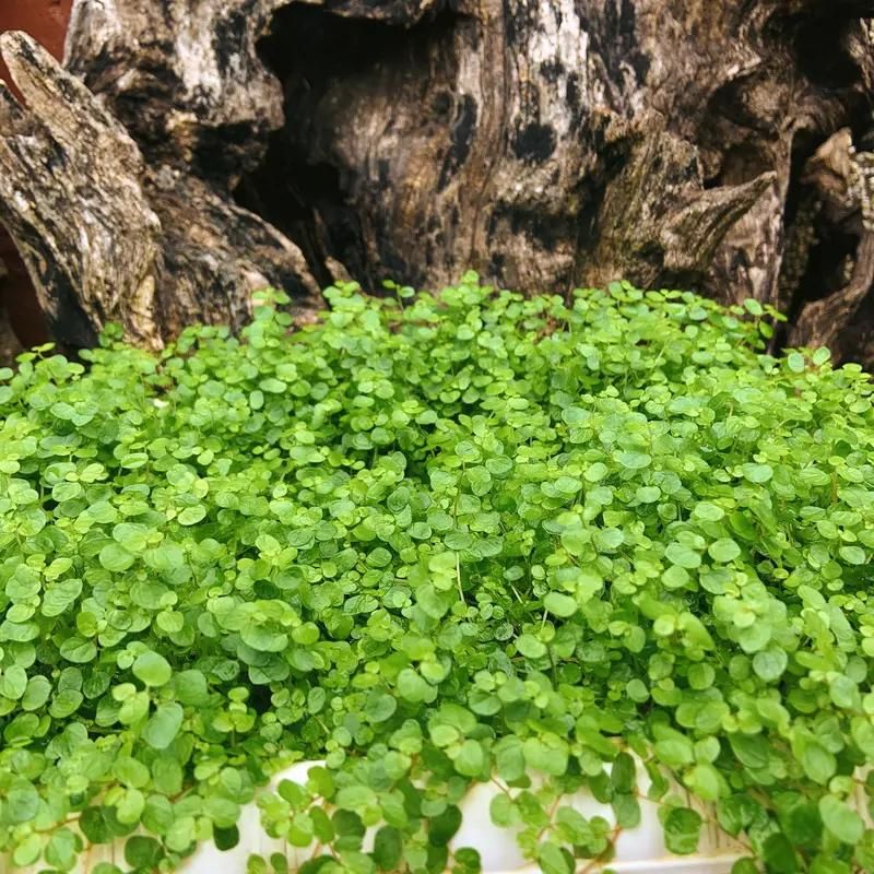 食用穿心莲种植方法