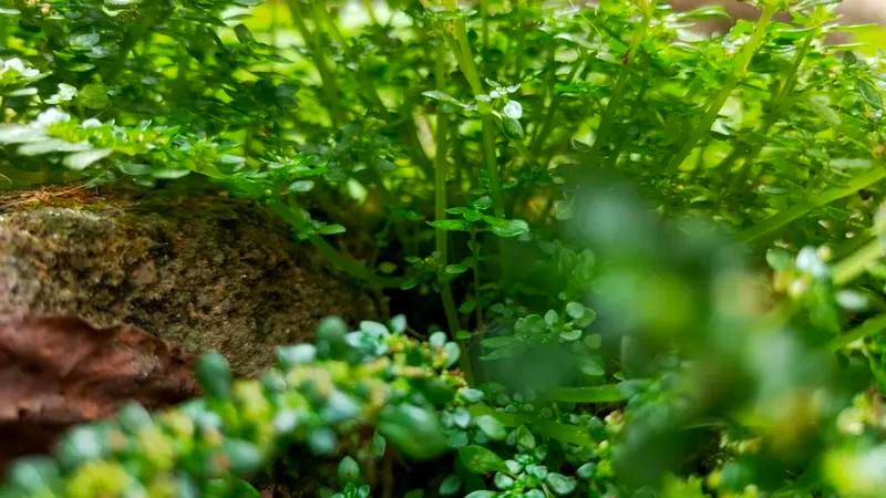 食用穿心莲种植方法