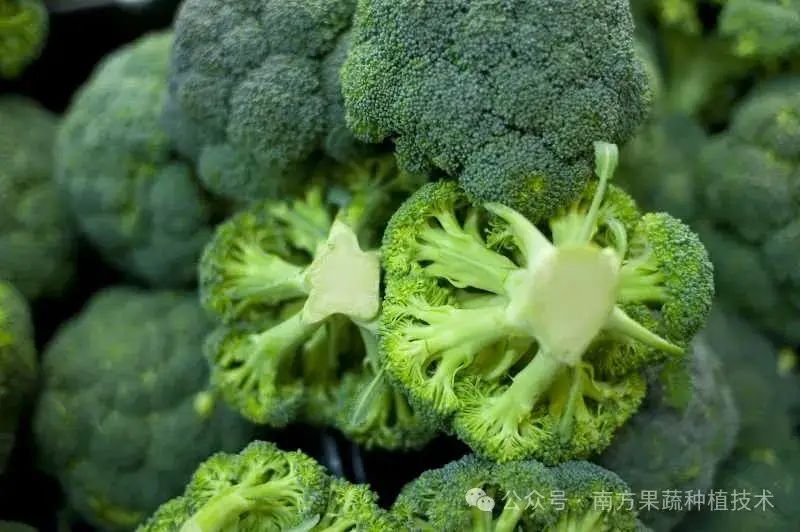 秋季西兰花种植技术