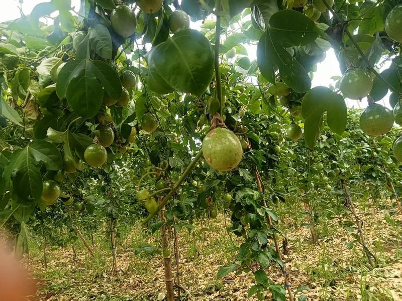 大棚可以种植什么水果