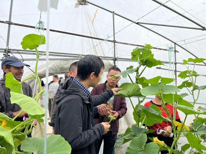 大棚蔬菜种植技术培训学校