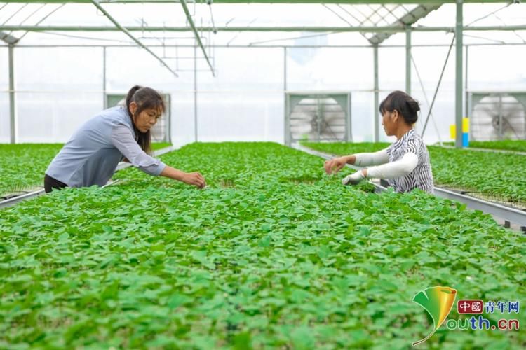 大棚蔬菜种植技术培训学校