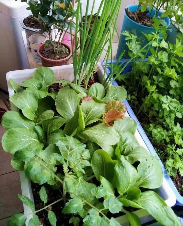 Plantation techniques