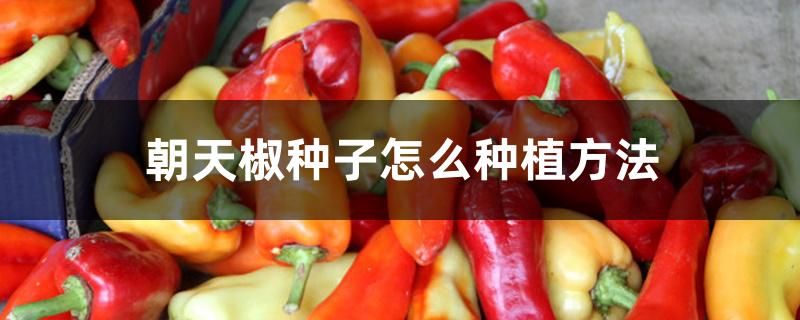朝天椒种植技术视频