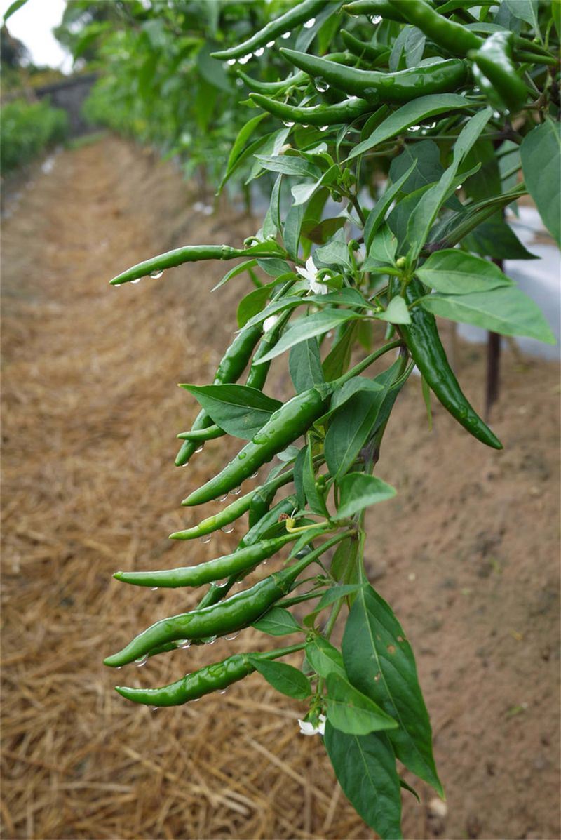 朝天椒种植技术视频