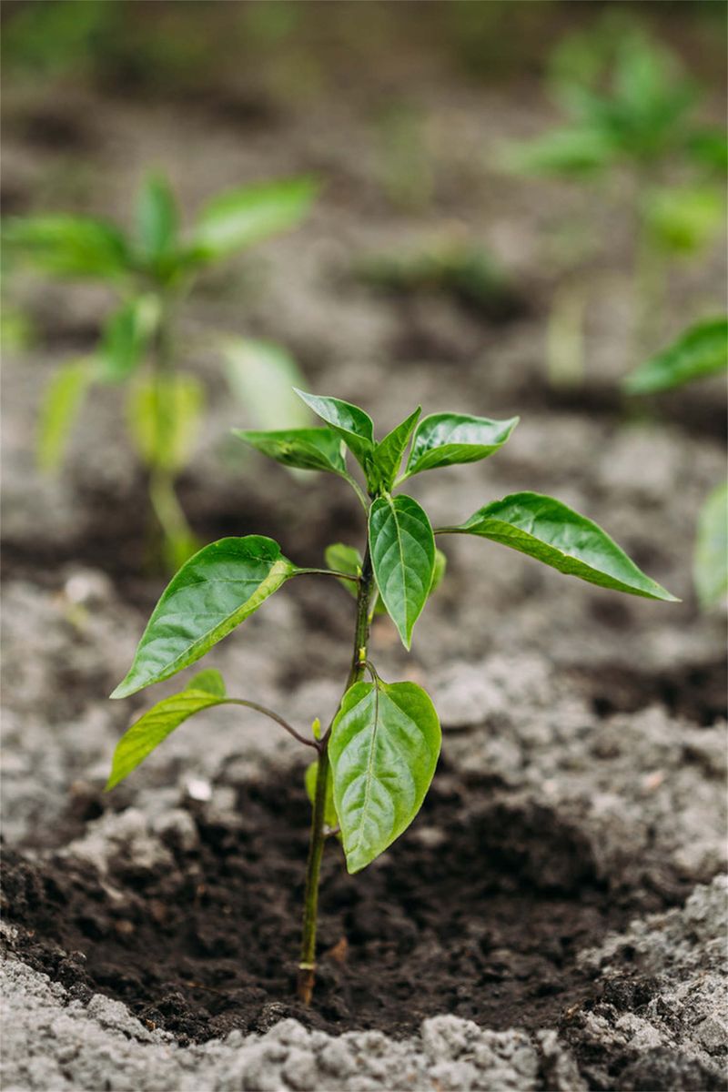 朝天椒种植技术视频