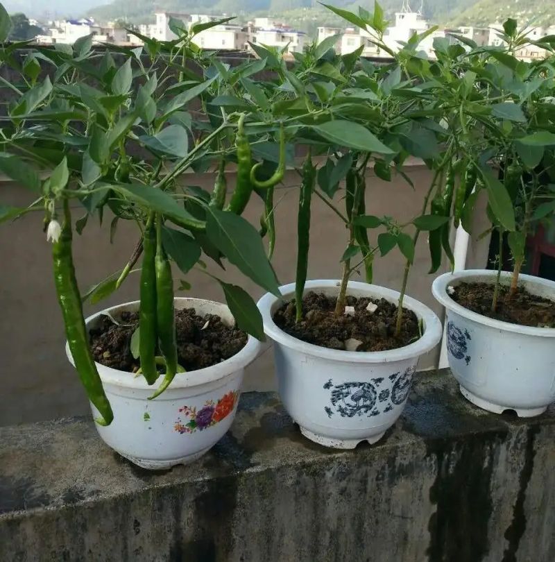 阳台盆栽蔬菜种植技术