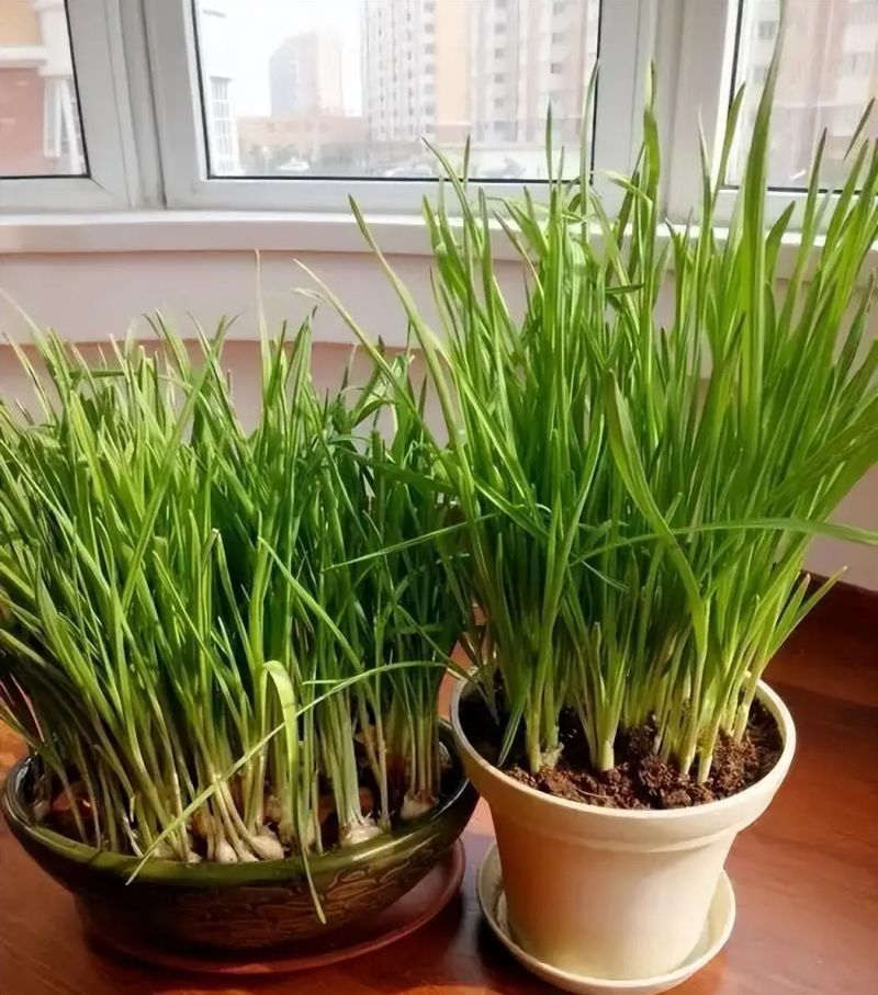 阳台盆栽蔬菜种植技术