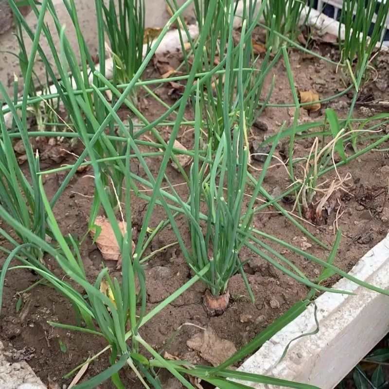阳台盆栽蔬菜种植技术