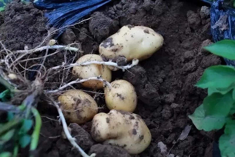 阳台盆栽蔬菜种植技术