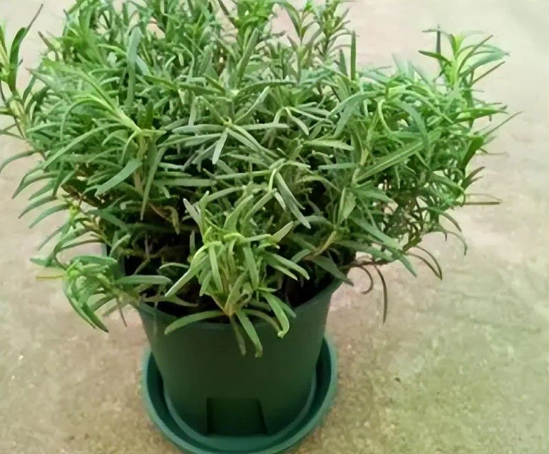 阳台盆栽蔬菜种植技术