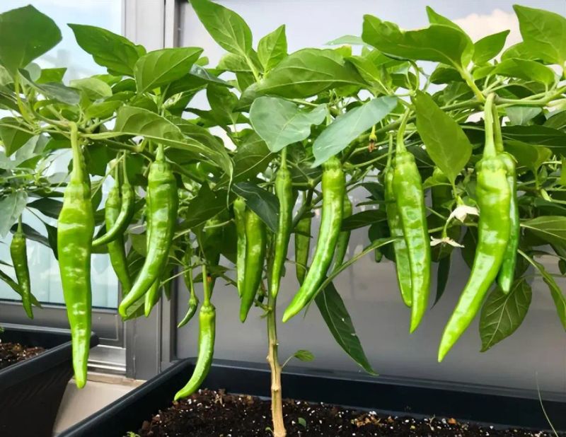 阳台盆栽蔬菜种植技术