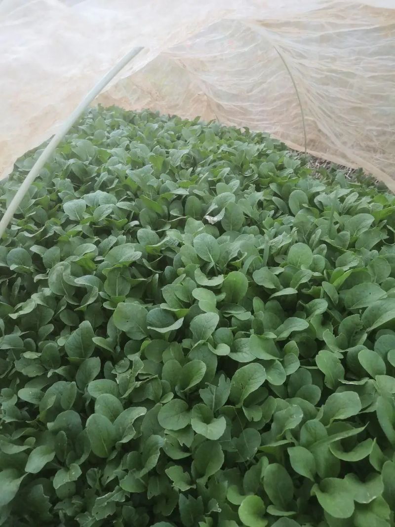 阳台盆栽蔬菜种植技术