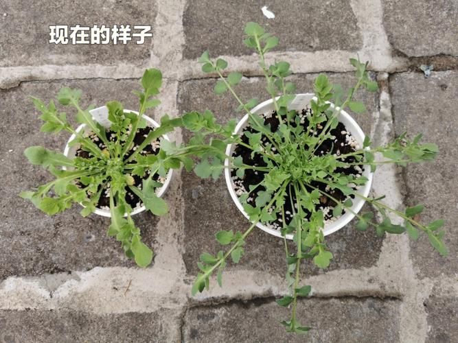 The method of cultivation of the endangered