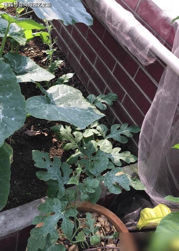 Watermelon planting techniques