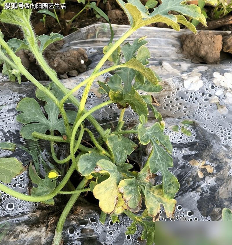 Watermelon planting techniques