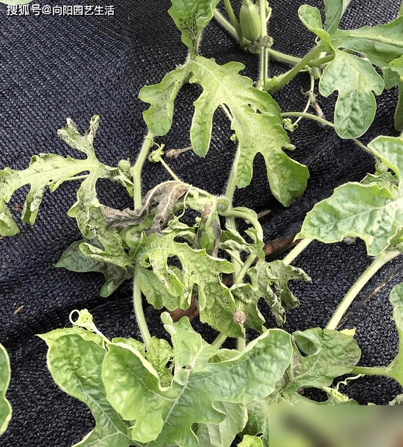 Watermelon planting techniques