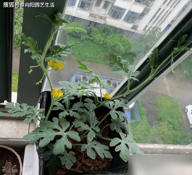 Watermelon planting techniques