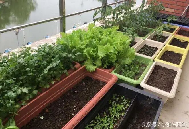 阳台盆栽蔬菜种植技术