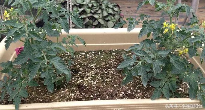 阳台盆栽蔬菜种植技术