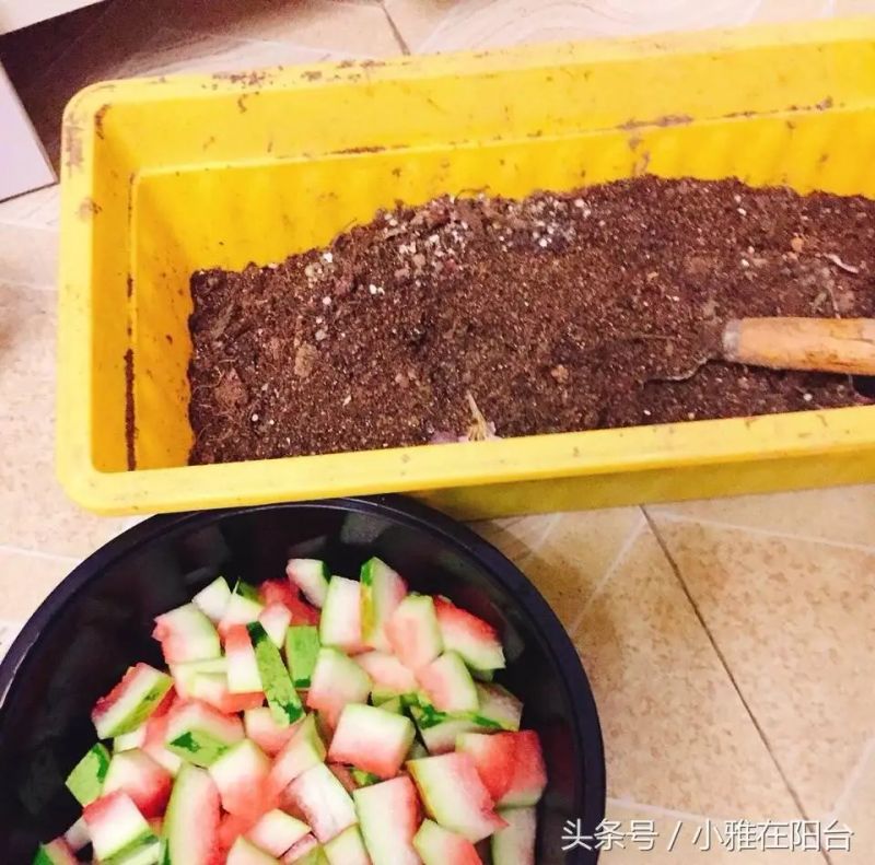 阳台盆栽蔬菜种植技术
