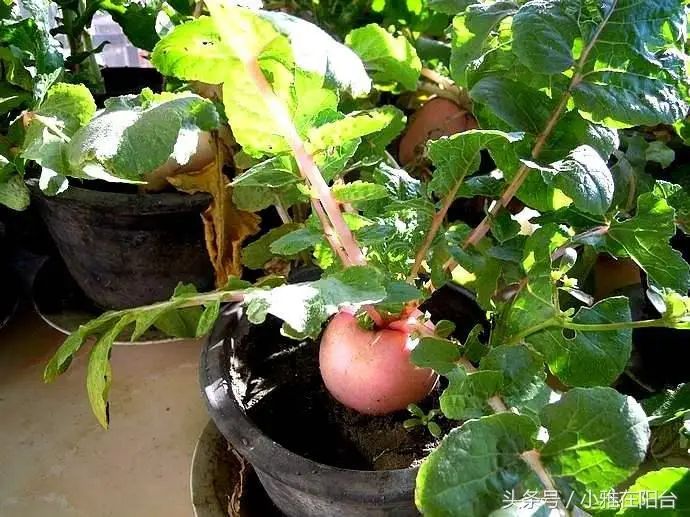 阳台盆栽蔬菜种植技术