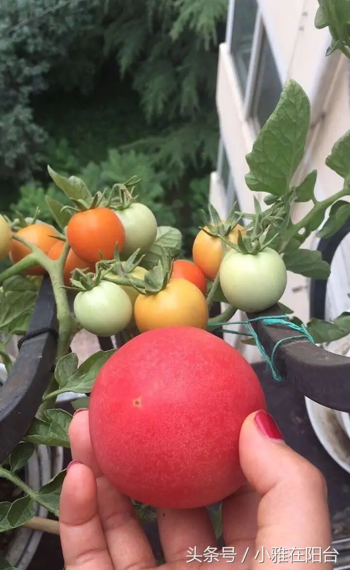 阳台盆栽蔬菜种植技术