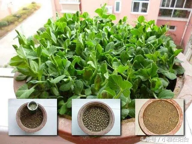 阳台盆栽蔬菜种植技术