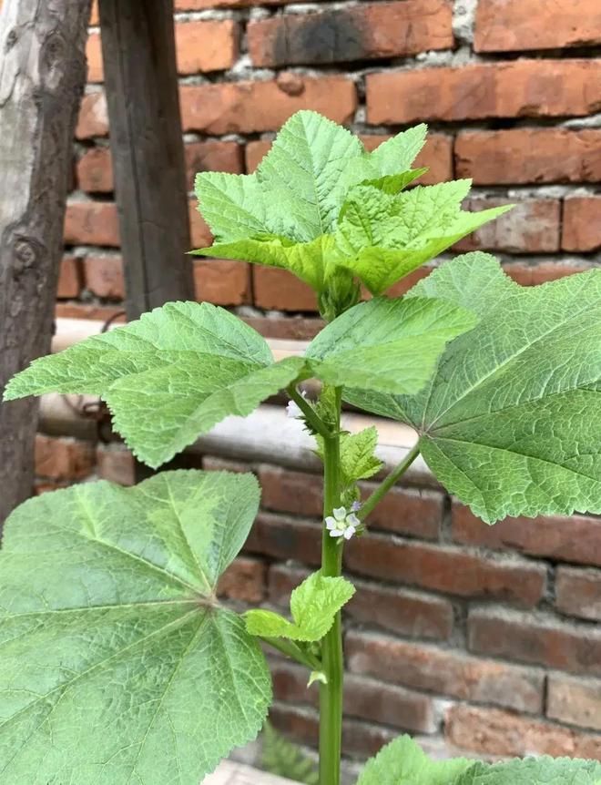 Technology for the cultivation of high calcium