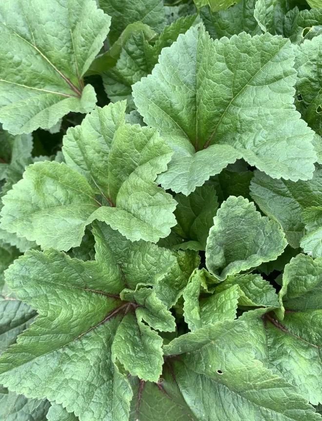 Technology for the cultivation of high calcium