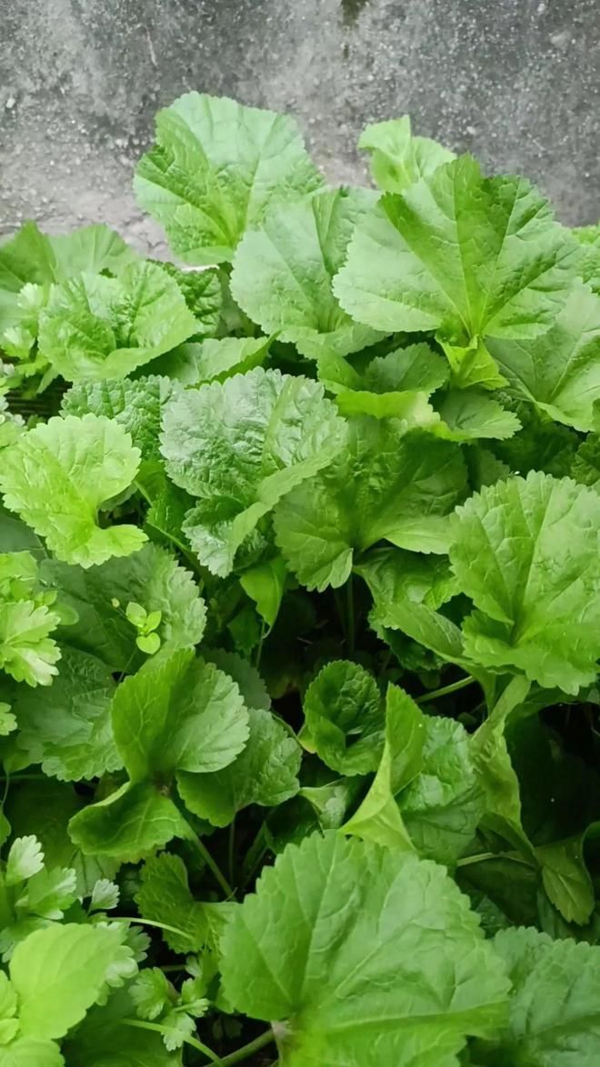 Technology for the cultivation of high calcium