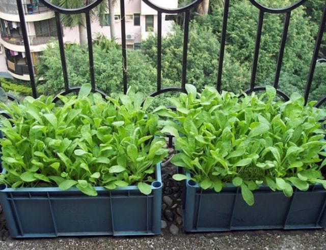 阳台盆栽蔬菜种植技术
