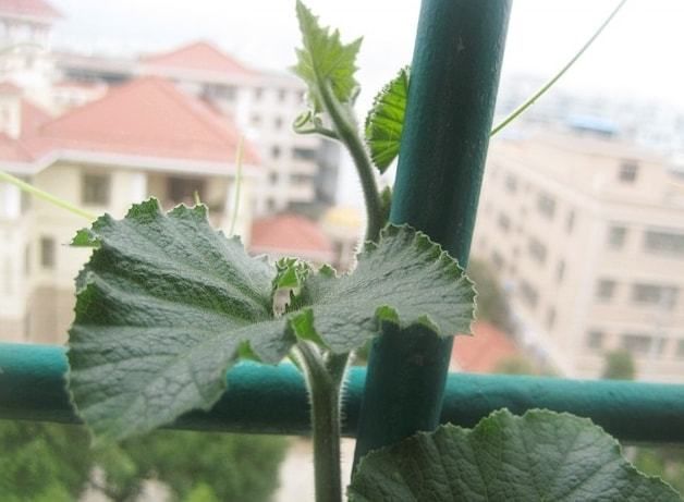 阳台盆栽蔬菜种植技术