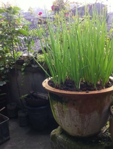 阳台盆栽蔬菜种植技术