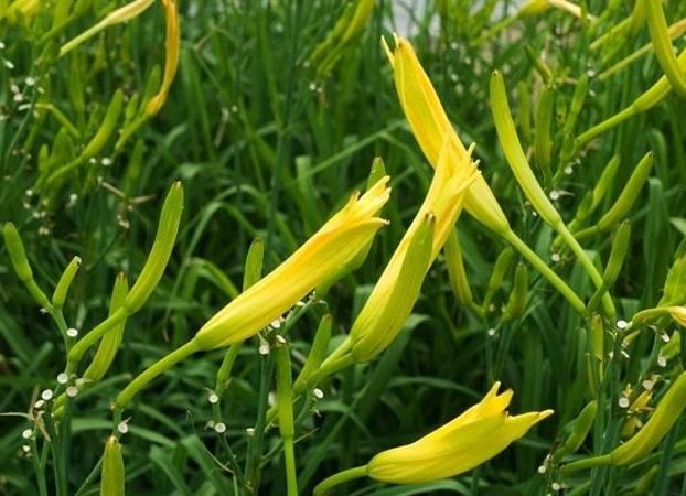 阳台盆栽蔬菜种植技术