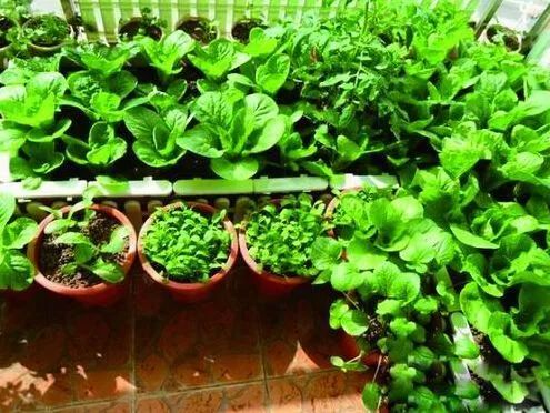阳台盆栽蔬菜种植技术