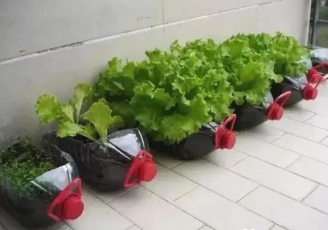 阳台盆栽蔬菜种植技术