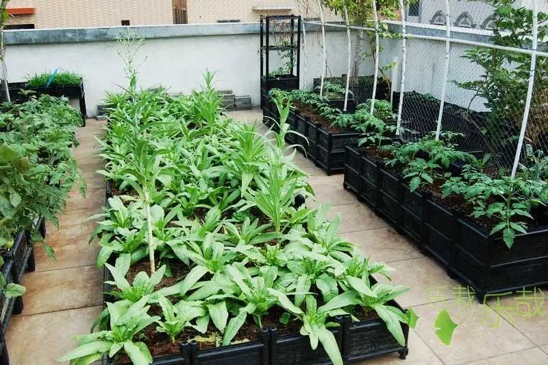 阳台盆栽蔬菜种植技术