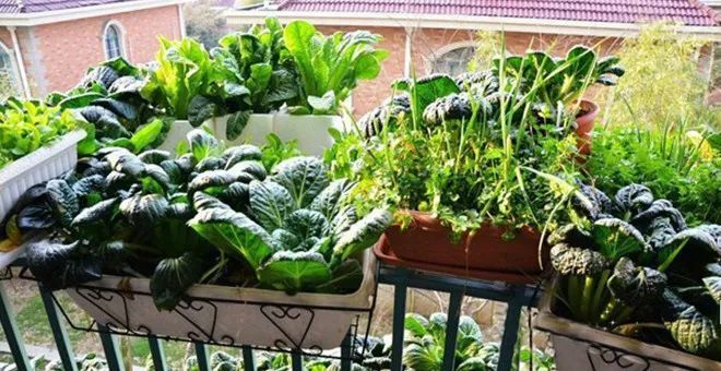 阳台盆栽蔬菜种植技术