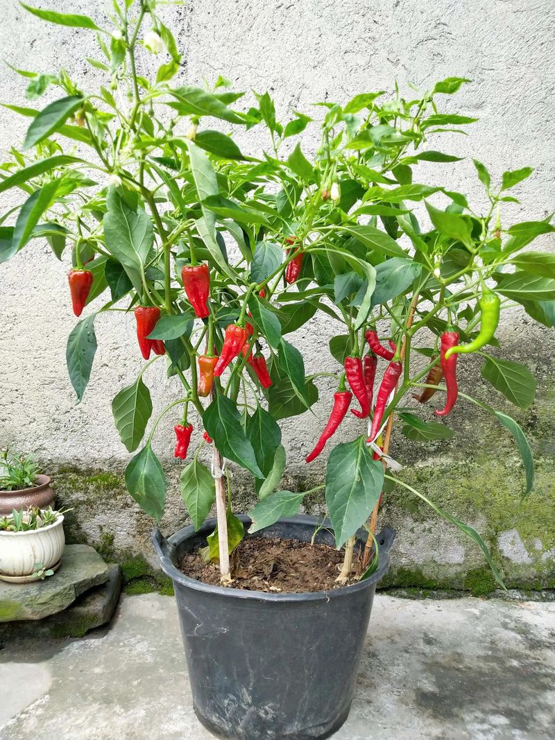 阳台盆栽蔬菜种植技术