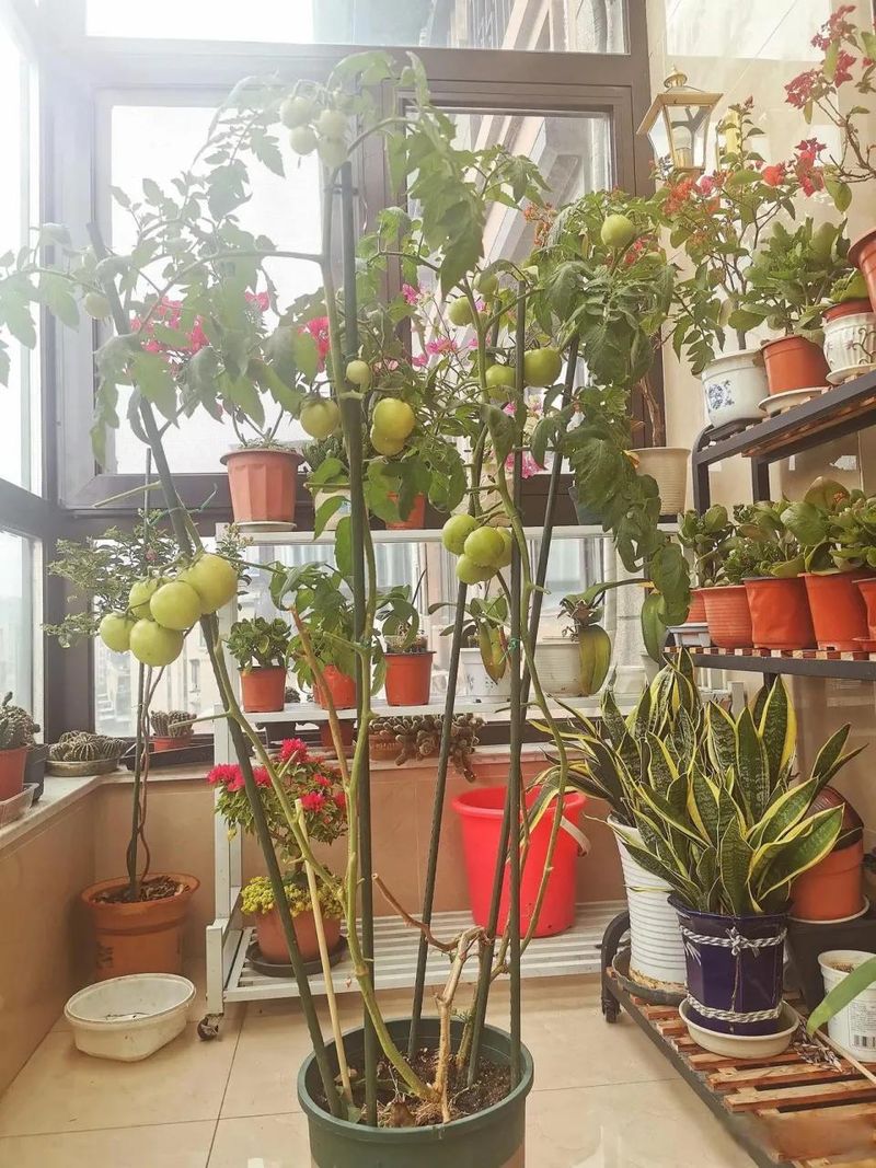 阳台盆栽蔬菜种植技术